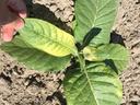 Hand holding a yellowing tobacco seedling leaf in dry cracked soil