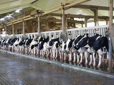 Cows