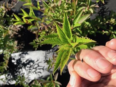 Hand holding serrated green leaf; small black beetle on fingertip, sunlit plant background