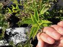Hand holding serrated green leaf; small black beetle on fingertip, sunlit plant background