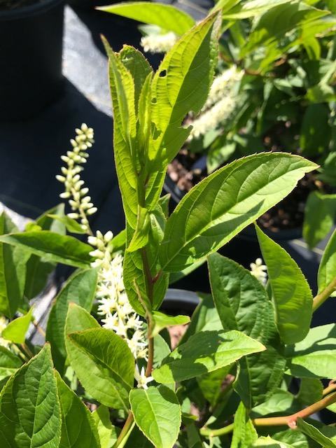 Itea in flower