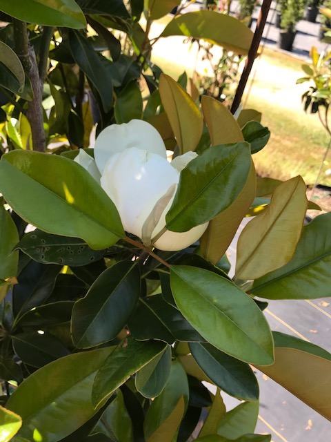Magnolia grandiflora 