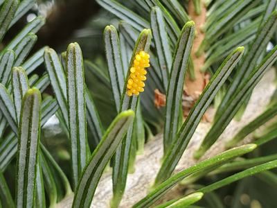 Lady beetles lay eggs in clusters that are also easy to spot. Sometimes you may beat eggs out on a plate when scouting.