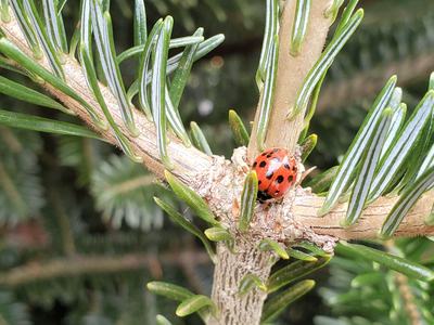 Red ladybug with black spots on an evergreen branch