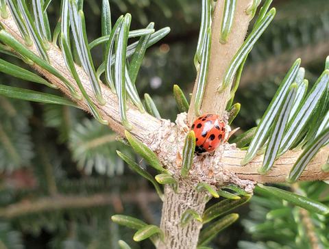 Lady beetle on Fraser fir