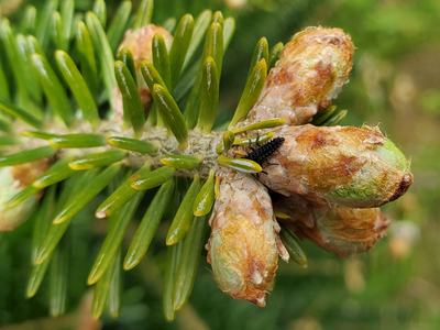 Black spiky insect larva on young spruce buds and needles