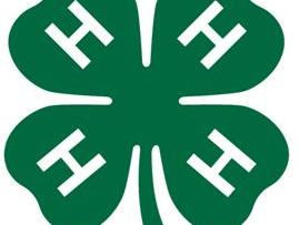 4-H clover