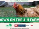 graphic with chicken and text: Down on the 4-H Farm