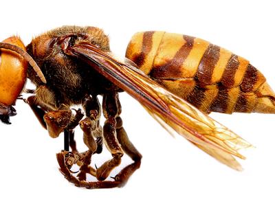 Closeup side view of the Asian Giant Hornet, commonly referred to in the media as Murder Hornets.