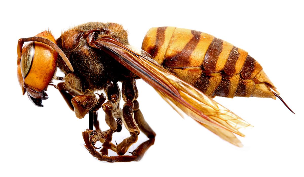 A Visual Guide to Northern Giant Hornets and Similar Insects | NC
