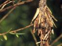 Bagworms