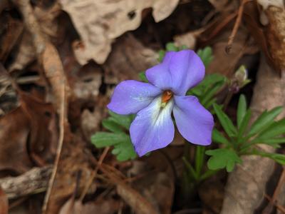 Purple violet flower among dry fallen leaves; © BLAEDOW