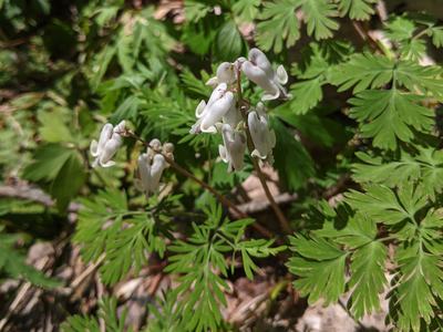 White Dutchman's-breeches flowers above fernlike leaves; © BLAEDOW