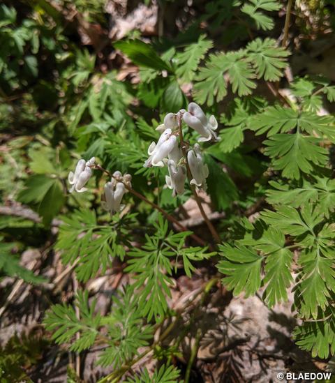 Bleeding Heart (white)-1