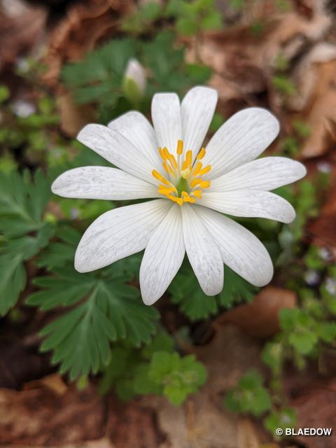 Bloodroot-1