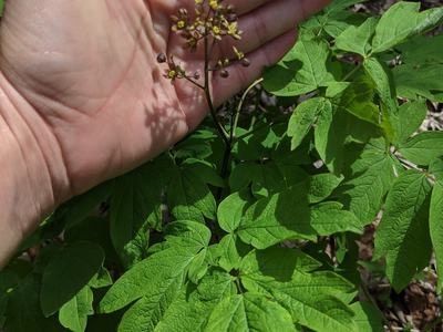 Hand holding small flowering stalk above green compound leaves, copyright © BLAEDOW