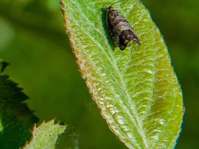codling moth on leaf