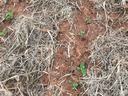 Frost damage