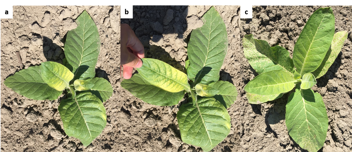 Tobacco plant