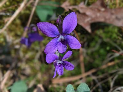Purple wild violet with two blossoms over mossy ground; text "© BLAEDOW"