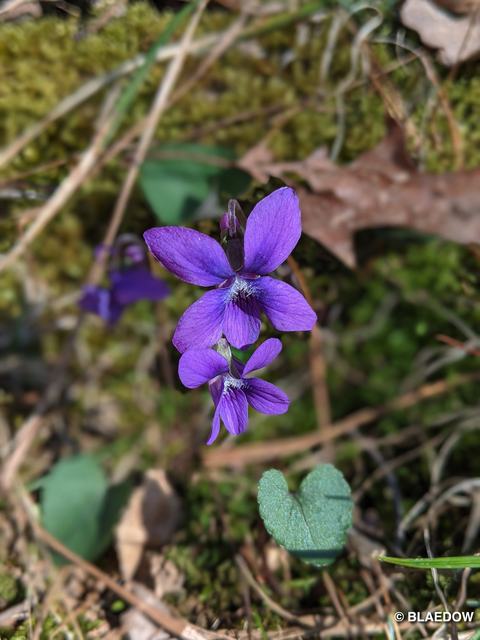 Common Blue Violet-1
