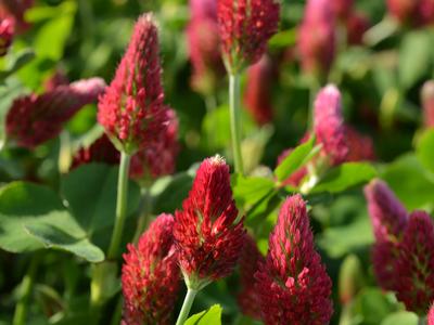 Crimson Clover