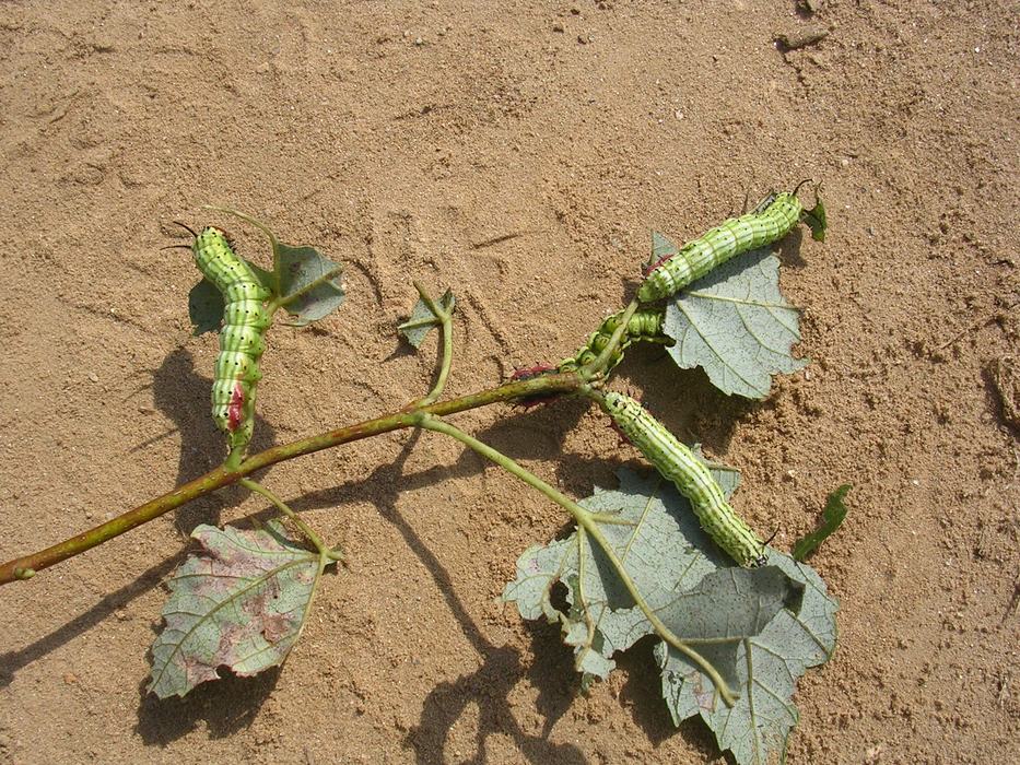 Greenstripped mapleworms collected at a field nursery. Photo: SD Frank