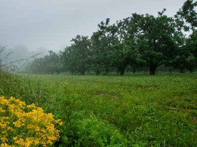 Ragwort flowers beside apple orchardrd