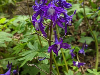 Purple wildflower spike with multiple blossoms; text "© BLAEDOW" in bottom right