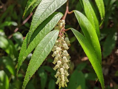 Hanging cluster of small white bell-shaped flowers under long serrated green leaves; © BLAEDOW