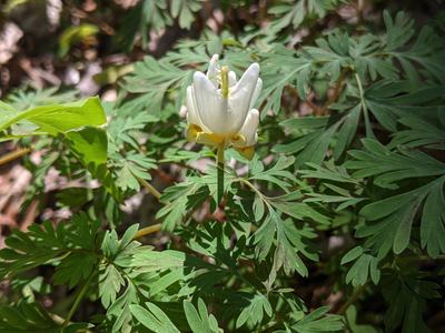 White and yellow wildflower among divided green leaves, text "© BLAEDOW"
