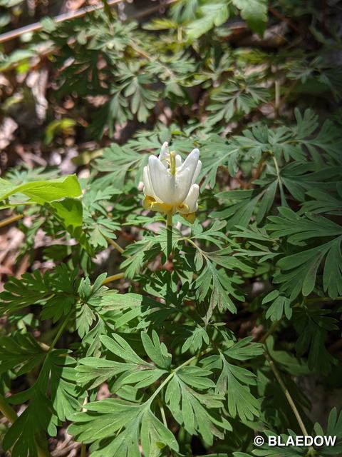 Dutchman's-breeches-1
