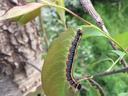 Eastern tent caterpillar feeding on a cherry leaf. Photo: SD Frank