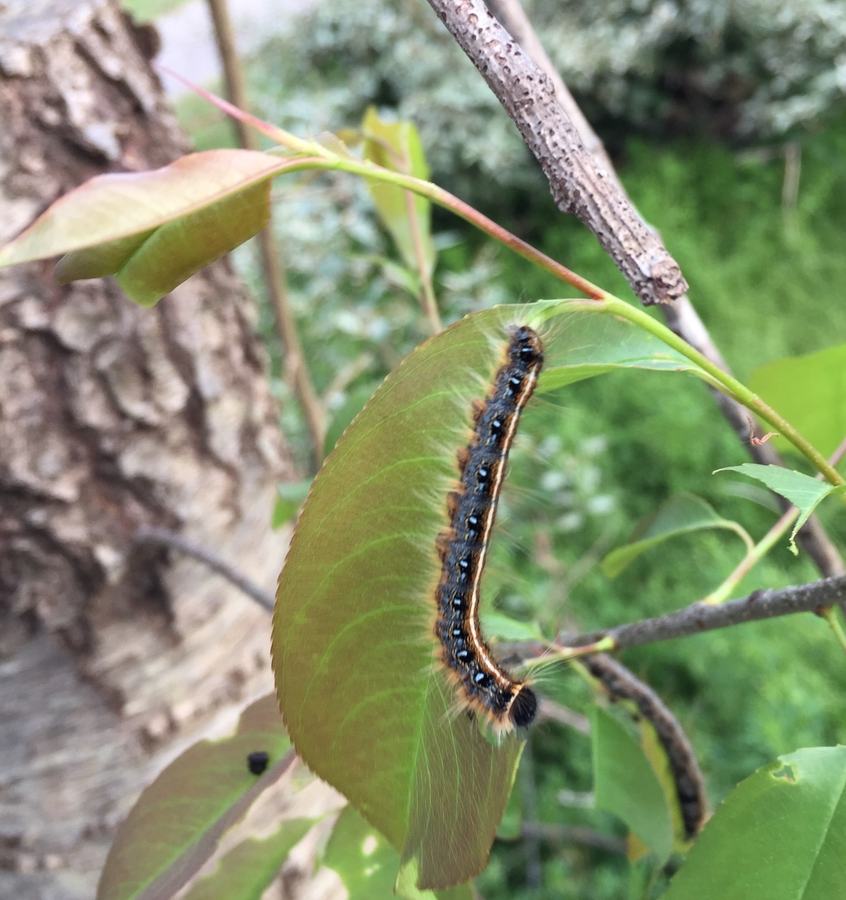 Eastern tent caterpillar feeding on a cherry leaf. Photo: SD Frank