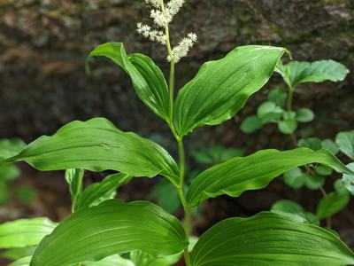 False Solomon's seal with white flower raceme; text "© BLAEDOW" visible