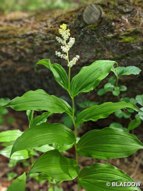 False Solomon's-seal-1