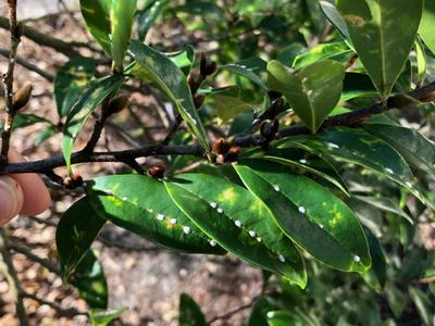 False oleander scales. Photo: SD Frank