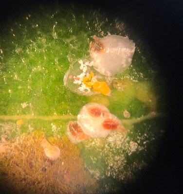 False oleander scale eggs and crawlers underneath an adult test. Photo: SD Frank