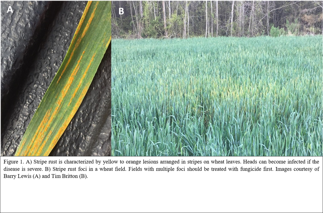 Stripe rust