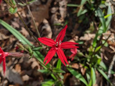 Red star-shaped flower with five narrow petals; text "© BLAEDOW"