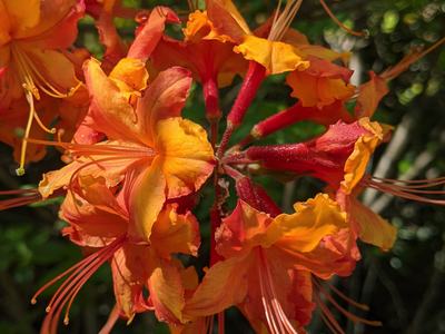 Orange-yellow azalea cluster with long stamens; text "© BLAEDOW"
