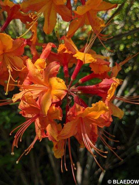 Flame Azalea-1