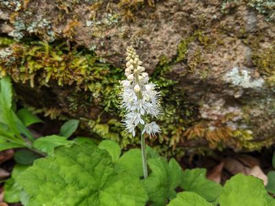 White foamflower spike above heart-shaped green leaves against mossy rock; © BLAEDOW