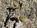 Soybean plants