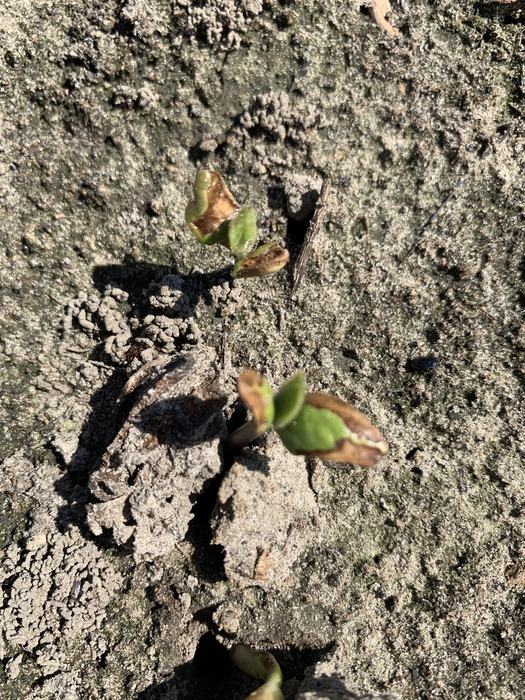 Soybean plants
