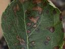 Frogeye leafspot on evercrisp