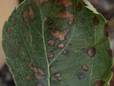 Frogeye leafspot on evercrisp