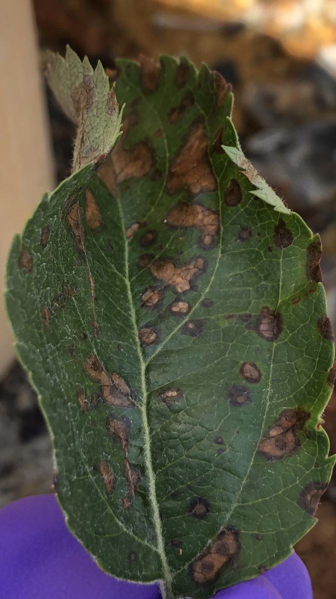 Frogeye leafspot on evercrisp