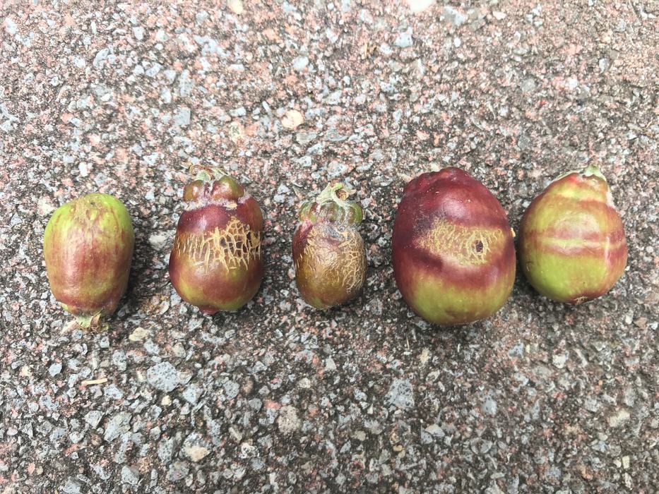 Apples