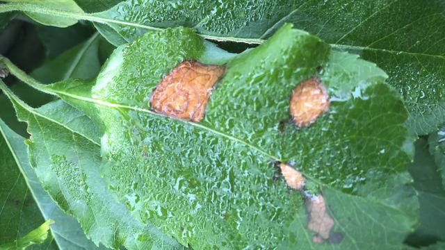 Glomerella Leaf Spot